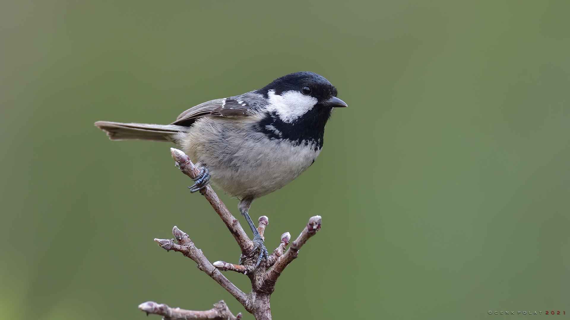 Coal Tit